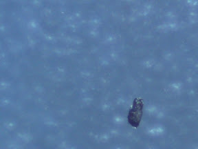 black speck 60x.jpg