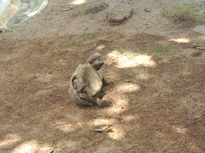 Tartaruga de ponta cabe&ccedil;a