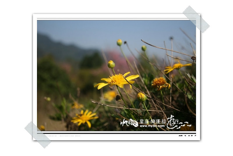 [旅遊]星座‧開運‧旅遊行(11):土象&shy;&shy;&shy;星座_苗栗南莊賞花遊01