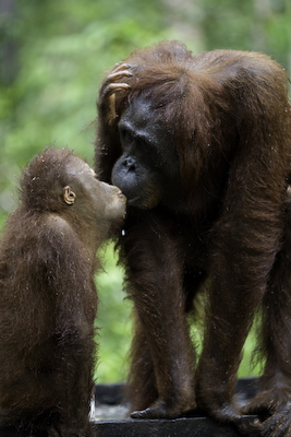 Orangutan-8.jpg