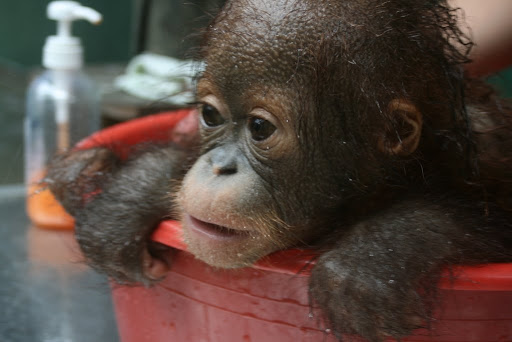 Churrio having a bath