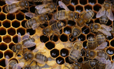 honey bee hive with honey