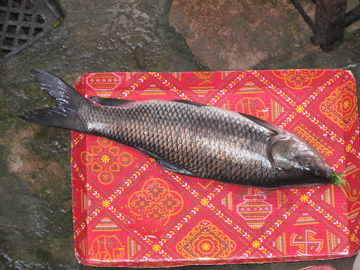 Fresh Fish from Kolkata