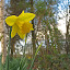 Daffodil