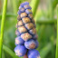 Grape Hyacinth