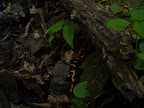 DSC05304.JPG