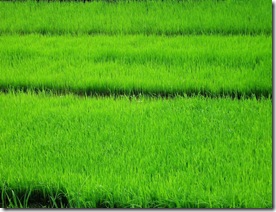 Rice Paddy