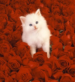 kitten and roses