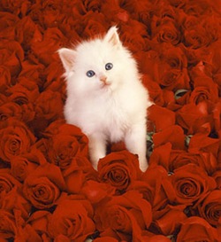 kitten and roses