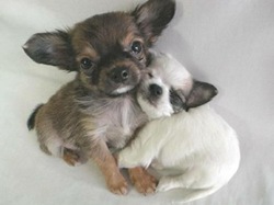 cute puppies
