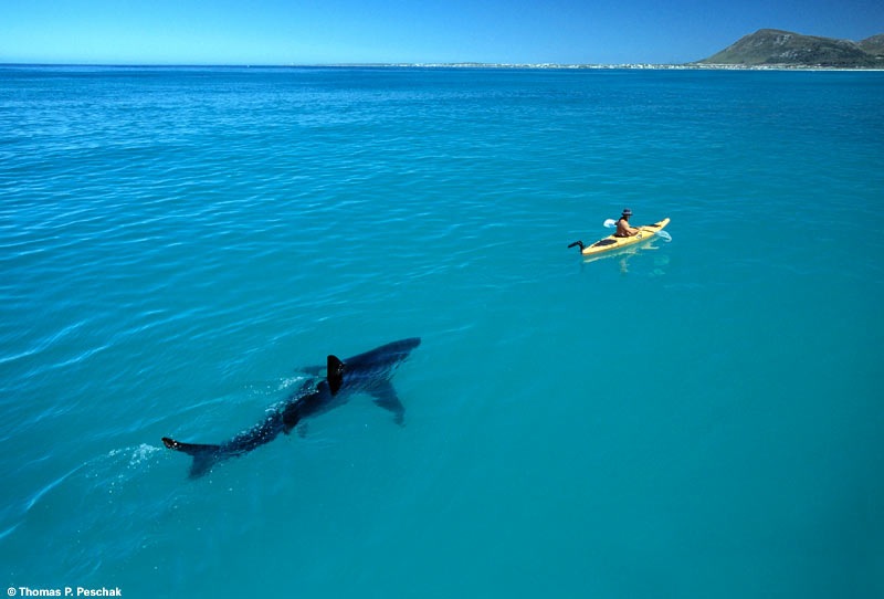 great white shark chasing kayak