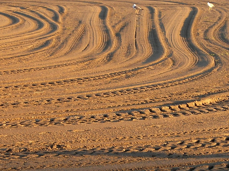 romolo nel giardino della fornarina
