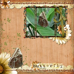 butterfly_resize