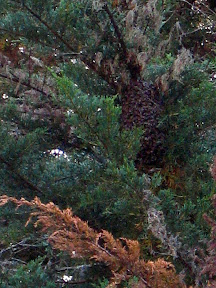 Bees at Beeses