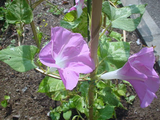 朝顔の花