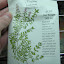 Thyme Seeds