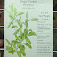 Sage 'Garden Broadleaf' Seeds