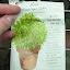 Greek Basil 'Greek Spicy Globe Basil' Seeds