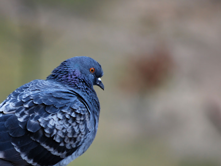 DSC_0347_ok.jpg