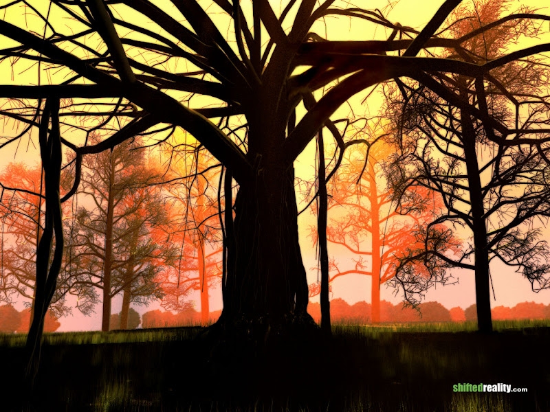 Beautiful wallpaper banyan.jpg WallpaperBeautiful - http://henku.info