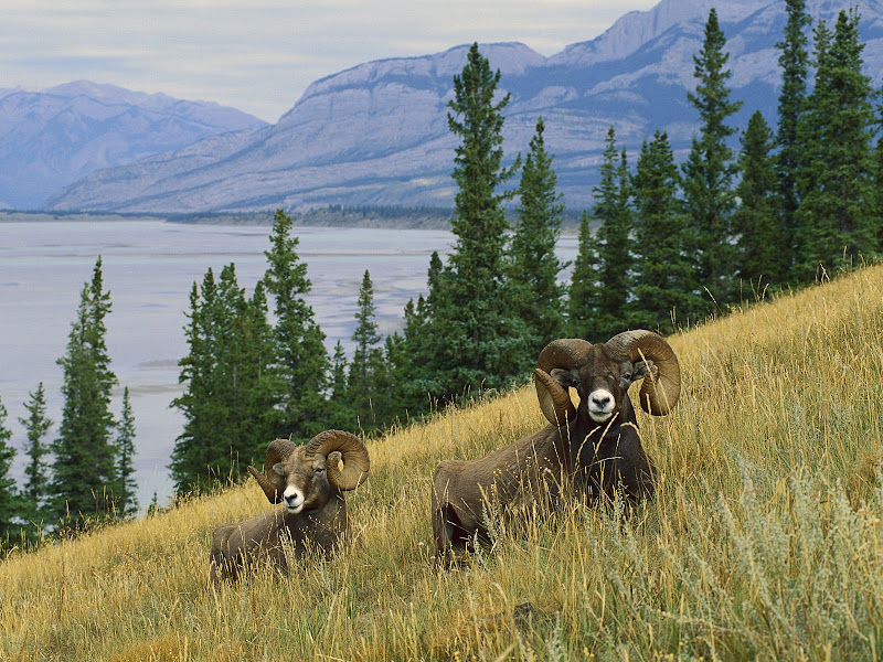 Beautiful wallpaper Bighorn Sheep, North America.jpg WallpaperBeautiful -  http://henku.info