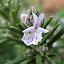 Rosemary