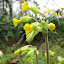 Cowslip