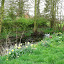 Nutmeg's Water garden