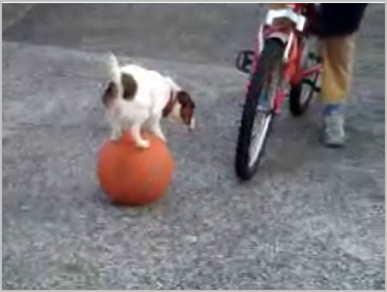 cute-dog