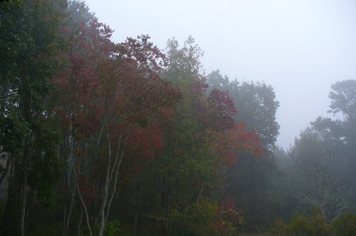 Autumn Morning