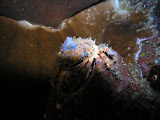 Crabs cut up coral and pin it to their backs as a disguise (or fashion statement). Weird.