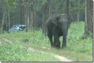 16_mock_charge_elephant_wayanad_kerala_large