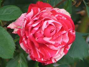 A Peppermint Twist rose
