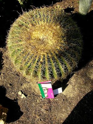 Echinocactus grusonii adulto de las ruinas de Itálica