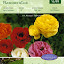 Ranunculus