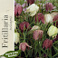 Fritillaria meleagris
