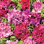 Petunia 'Double Cascade Burgundy Plum Vein'