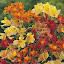 Alstroemeria 'Ligtu Hybrids' Seeds