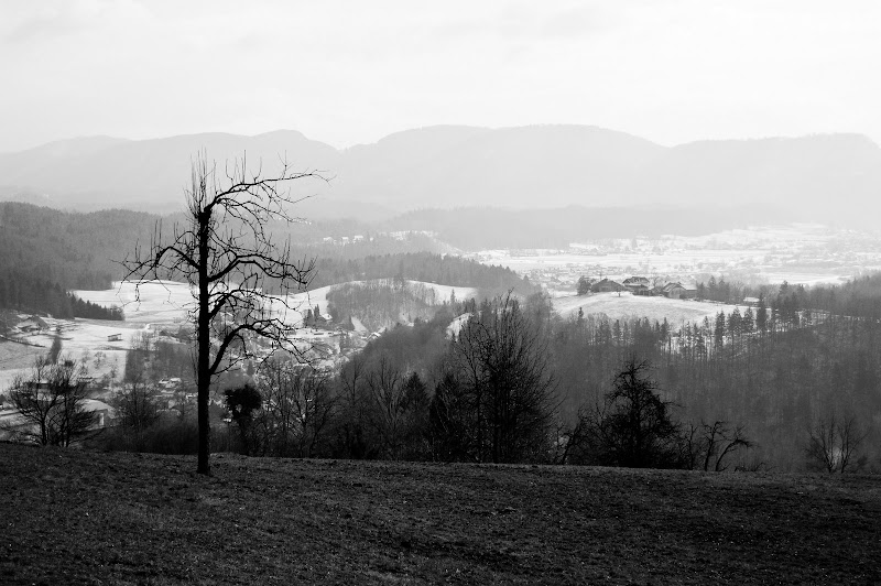 Pogled