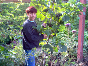 Alla and the red grape 'Rondo'