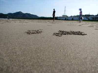 沙滩特写
