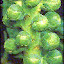 Brussels Sprout 'Icarus'