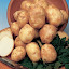 Potato 'Pentland Javelin'