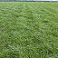 Westerwolds Ryegrass