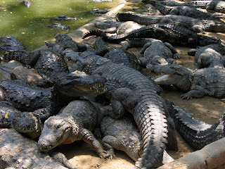 Some crocodiles
