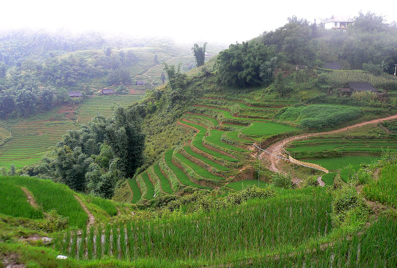Rice terraces, Sa Pa