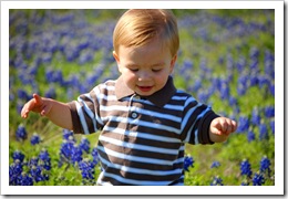 bluebonnets2