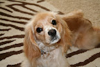 Vote for Pumpkin!