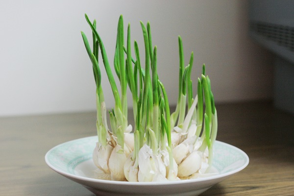 chinese onion green