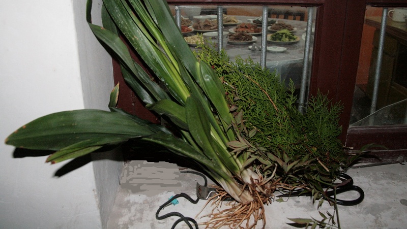 三种植物